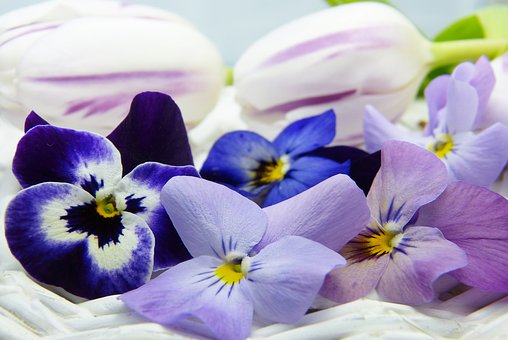400â500, Violet, Tulip, Purple, Blue