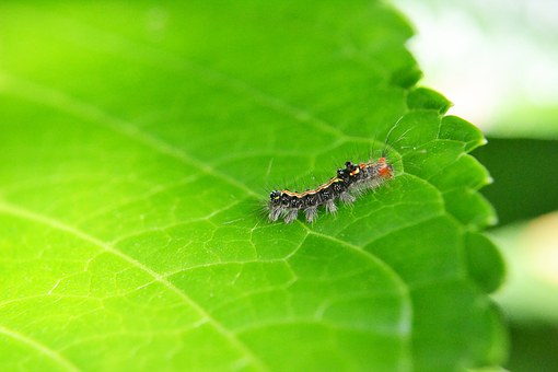 Caterpillar, Leaf, Pest, Damage, Animal