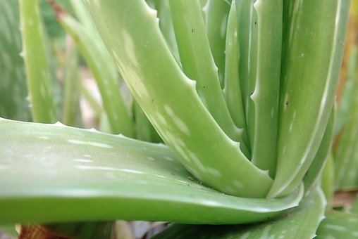 Aloe Vera, Plant, Aloe, Leaves, Nature