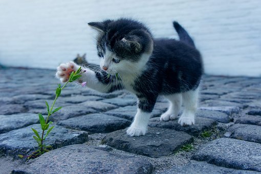 Cat, Flower, Kitten, Stone, Pet, Animals
