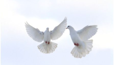 Do Doves Have Soulmates?