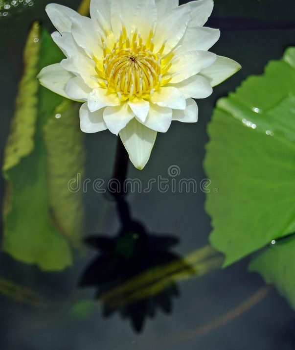 What Does Lotus Do Spiritually?